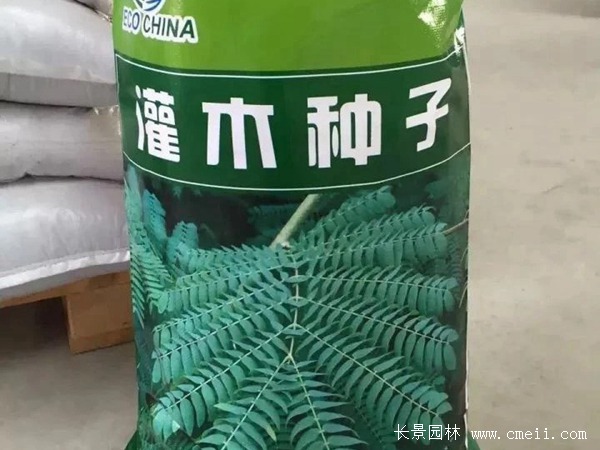 <a href='https://www.lvbad.com/linmuzhongzi/2217.html' target='_blank'>车桑子种子</a>