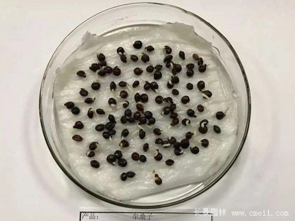 车桑子<a href='https://www.lvbad.com/' target='_blank'>种子</a>