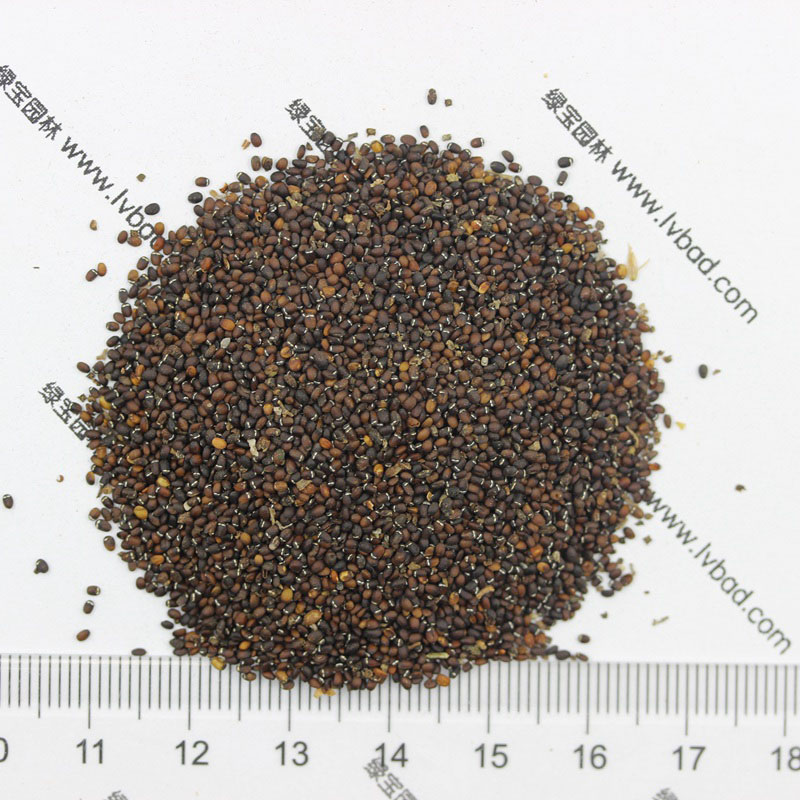 薄荷<a href='https://www.lvbad.com/' target='_blank'>种子</a>