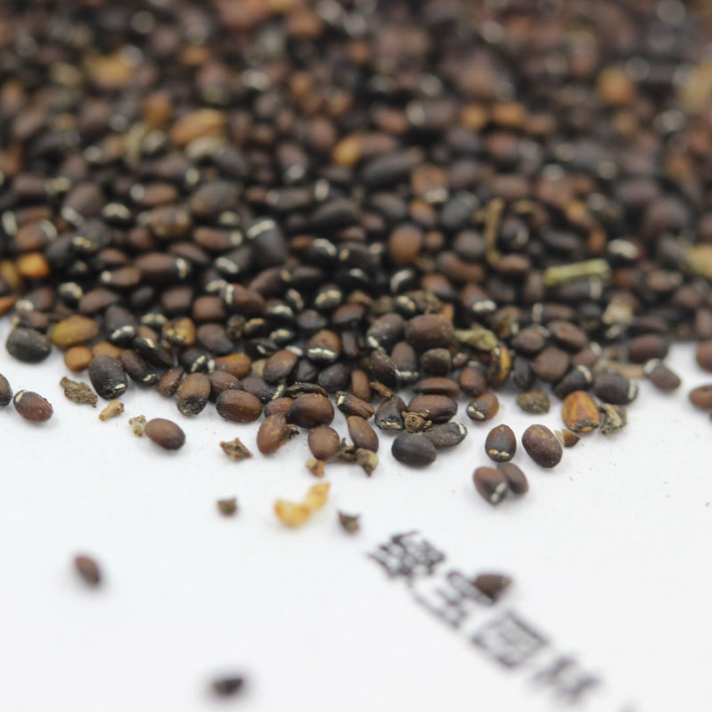 <a href='https://www.lvbad.com/caohuazhongzi/1023.html' target='_blank'>薄荷种子</a>