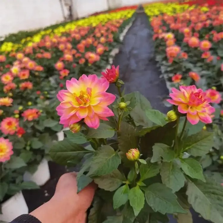 大丽花杯苗容器苗