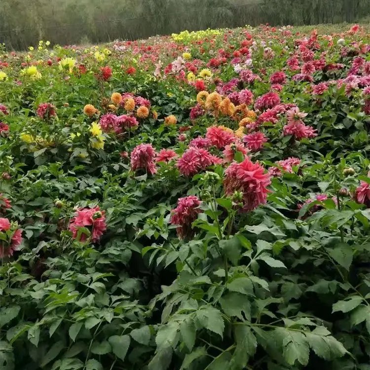 大丽花杯苗容器苗