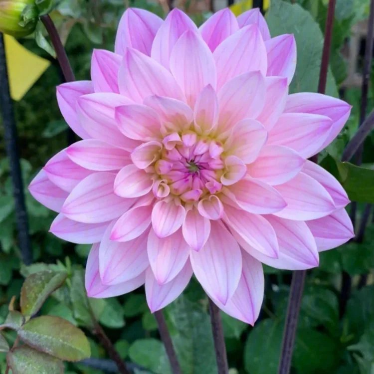 大丽花杯苗容器苗