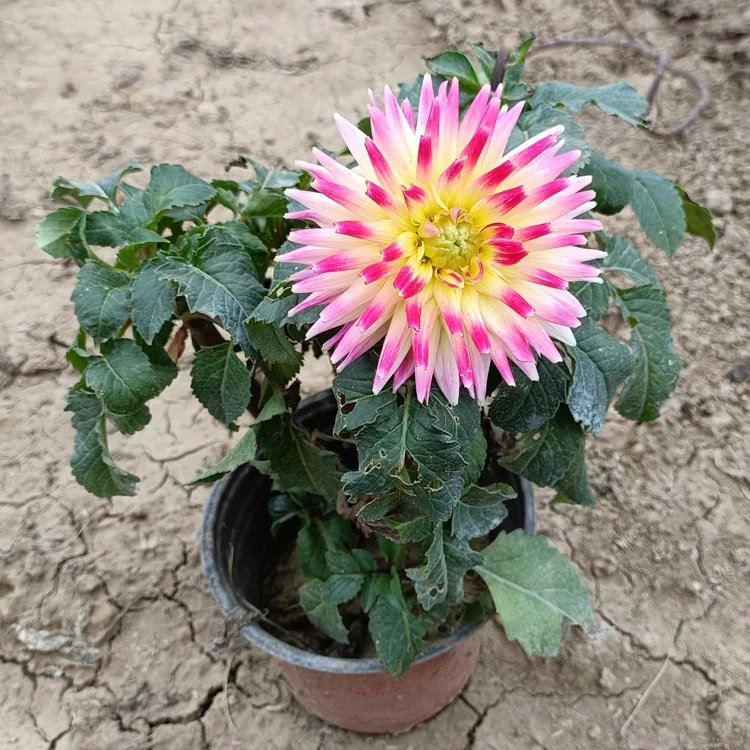 大丽花杯苗容器苗