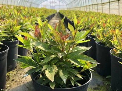 大麻叶泽兰