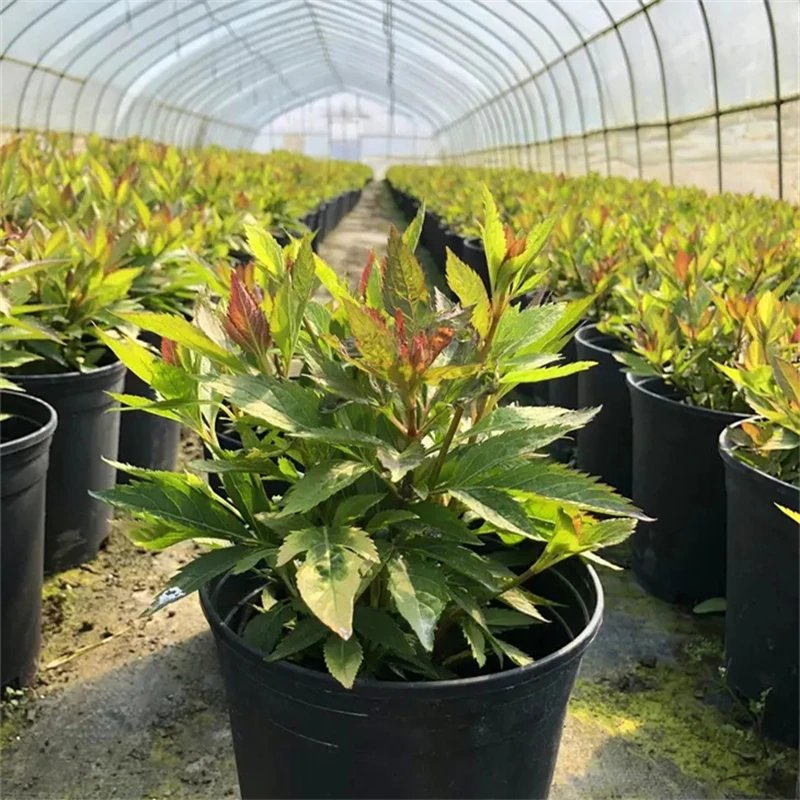 大麻叶泽兰杯苗容器苗