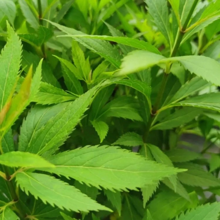 大麻叶泽兰杯苗容器苗