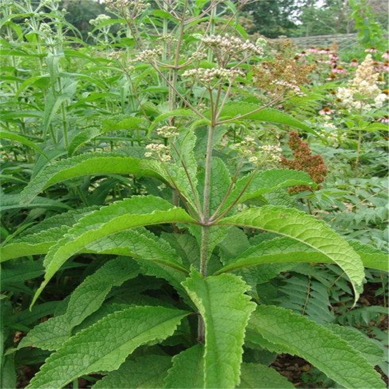 大麻叶泽兰杯苗容器苗