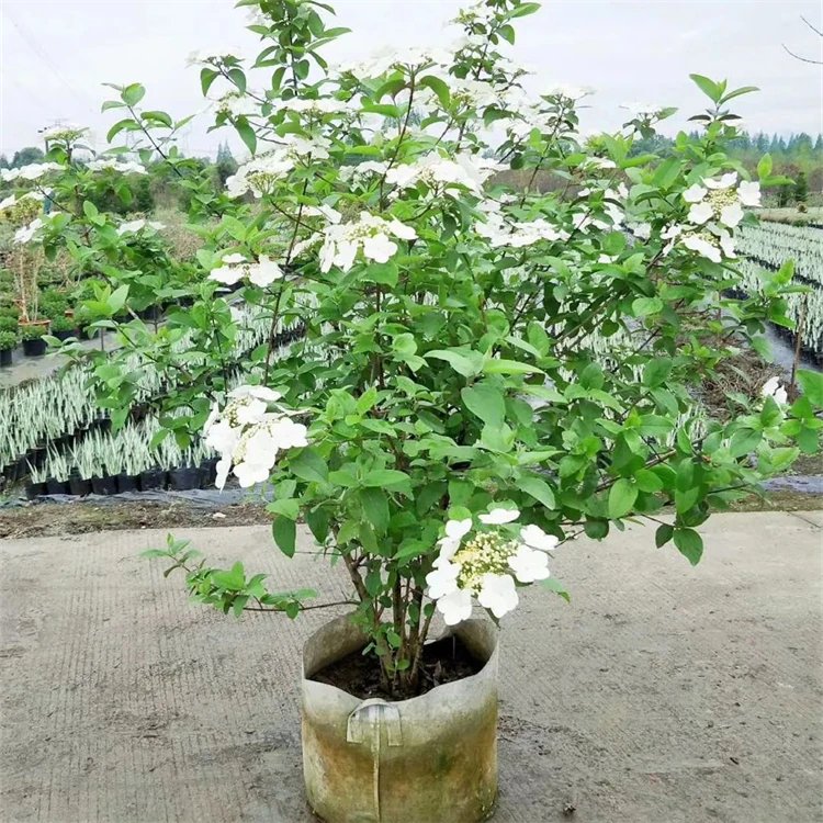 地中海荚蒾容器苗