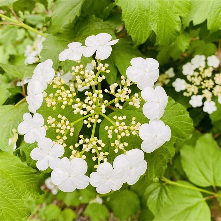 地中海<a href='https://www.lvbad.com/linmuzhongzi/2225.html' target='_blank'>荚蒾</a>容器苗