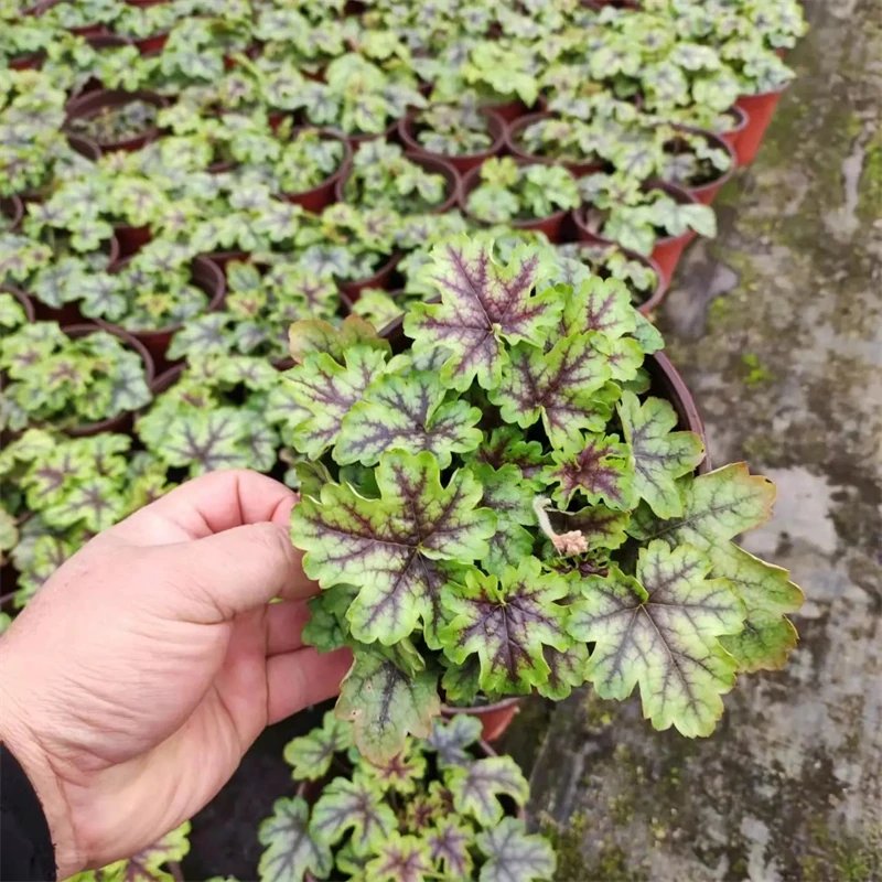 矾根杯苗容器苗