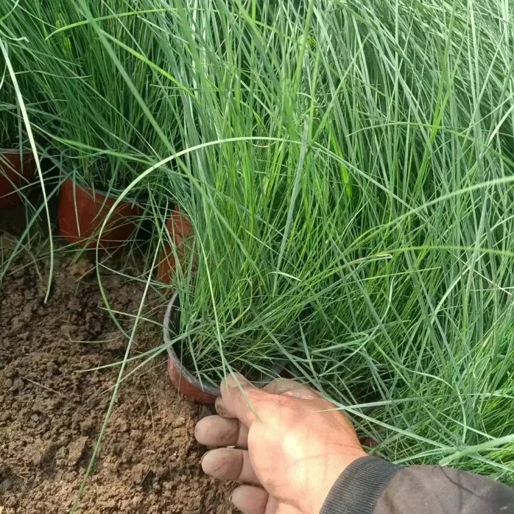 粉黛乱子草杯苗容器苗