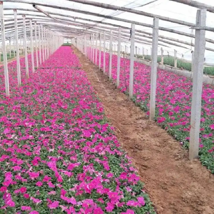 粉色牵牛花杯苗容器苗