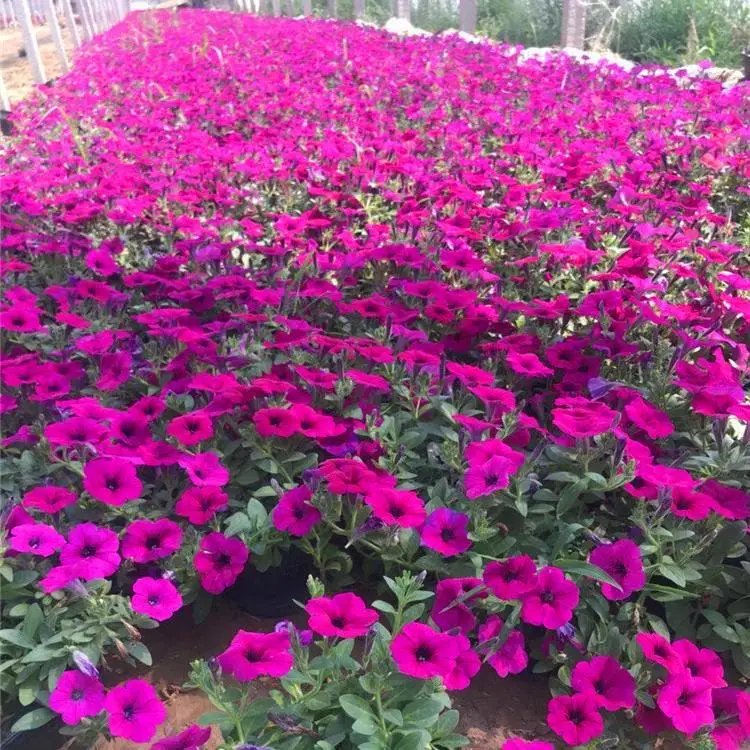 粉色牵牛花杯苗容器苗