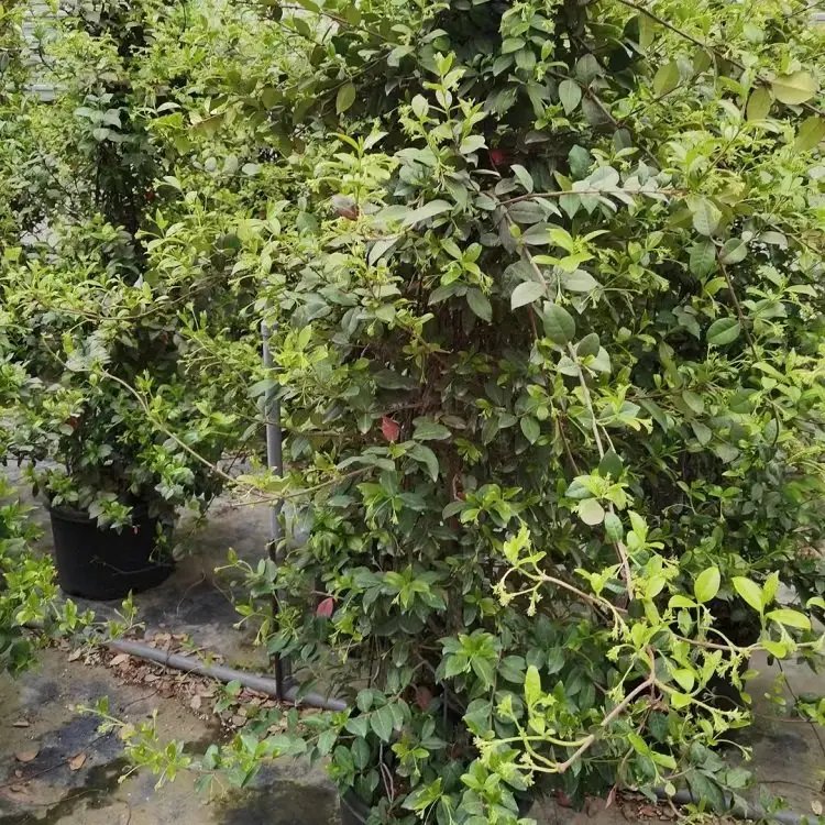 风车茉莉杯苗容器苗