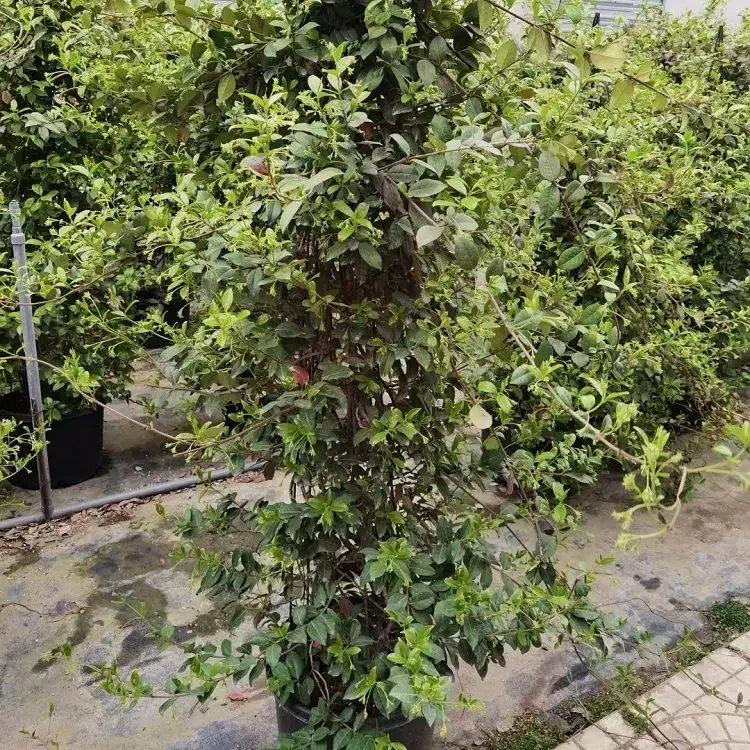 风车茉莉杯苗容器苗