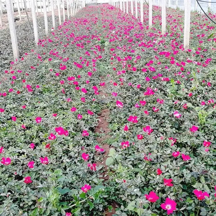 丰花<a href='https://www.lvbad.com/tengbenpanyuanzhiwu/3570.html' target='_blank'>月季</a>杯苗容器苗