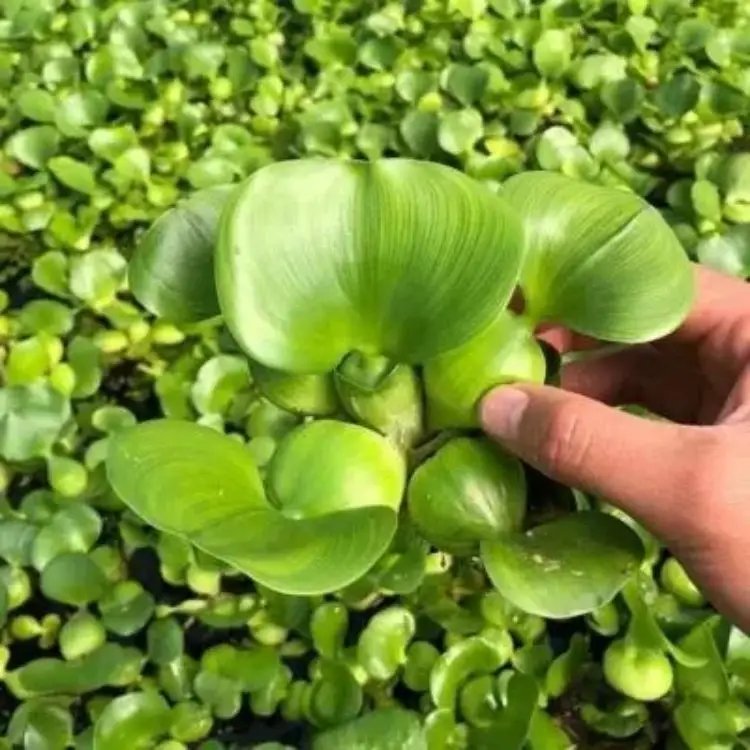 <a href='https://www.lvbad.com/shuicaozhongzi/1856.html' target='_blank'>凤眼莲</a>杯苗容器苗