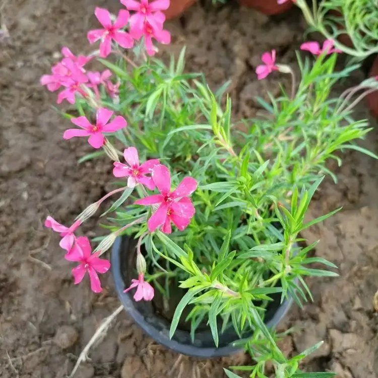 福禄考盆栽小苗容器苗