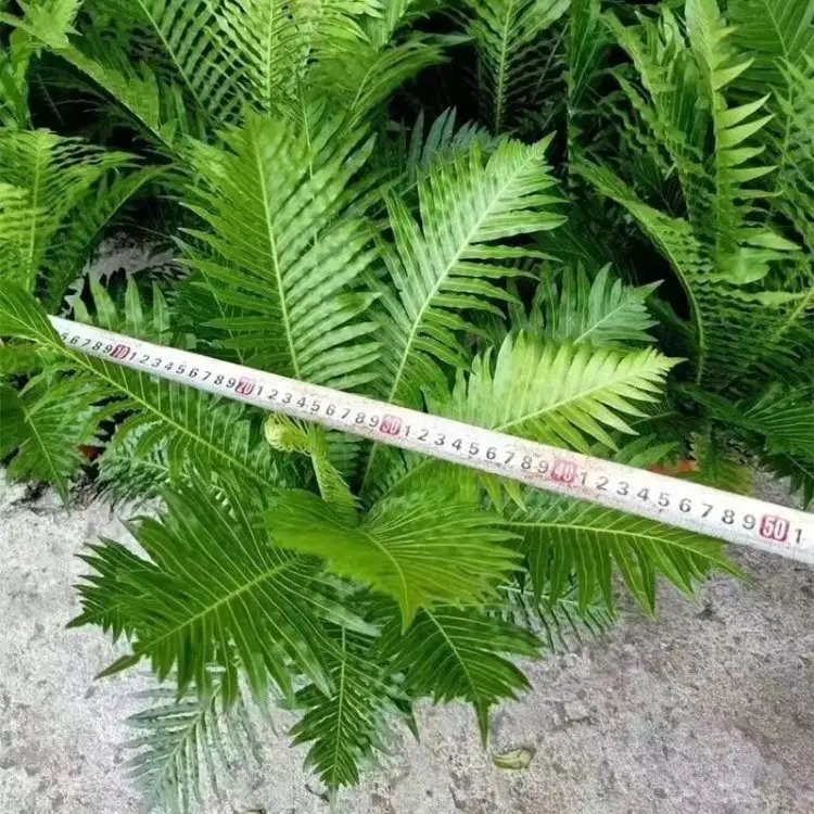 富贵蕨杯苗容器苗
