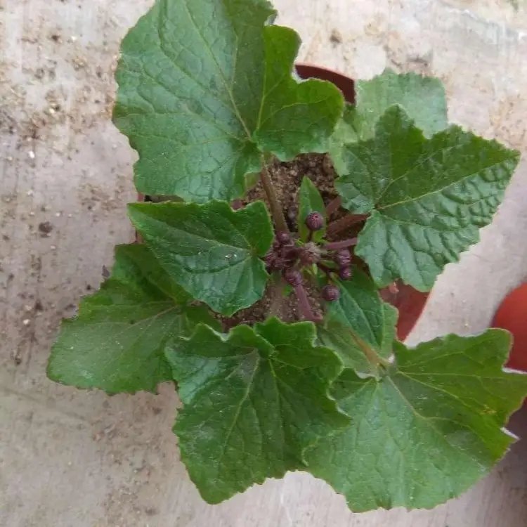 瓜叶菊杯苗容器苗