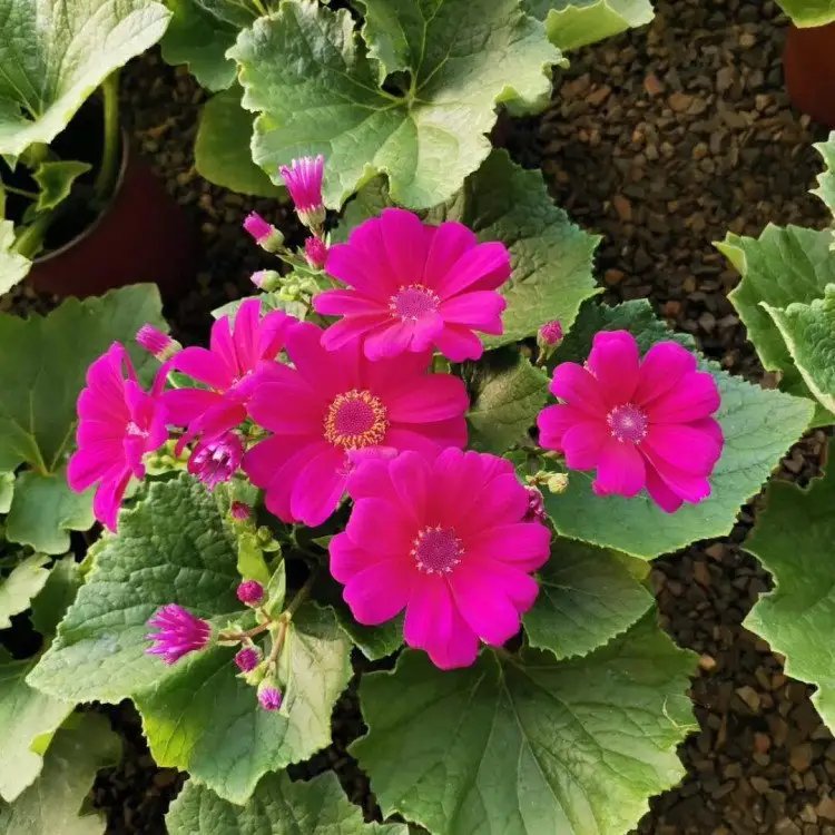 瓜叶菊杯苗容器苗粉花