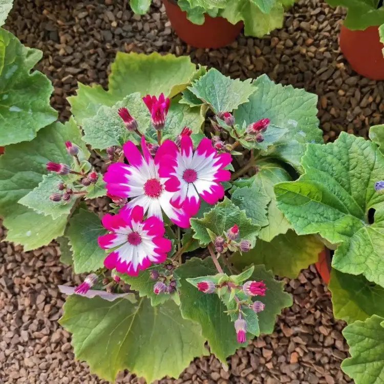 瓜叶菊杯苗容器苗红粉