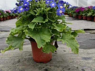 瓜叶菊