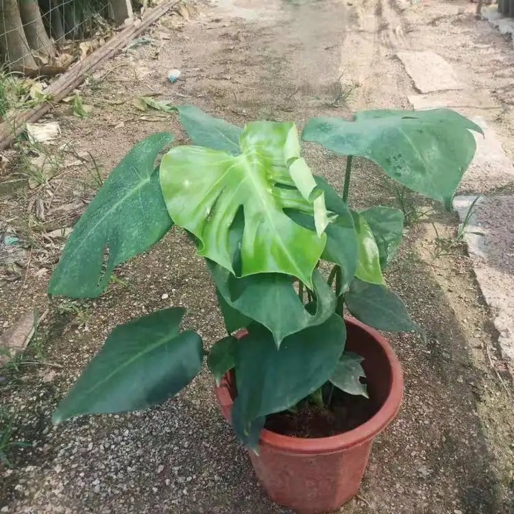 龟背竹杯苗容器苗