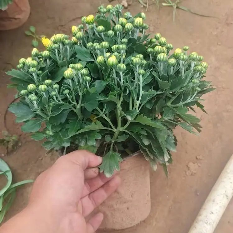 国庆菊杯苗容器苗