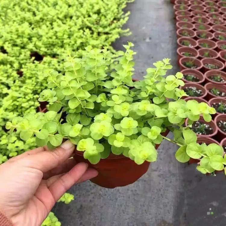 过路黄杯苗容器苗