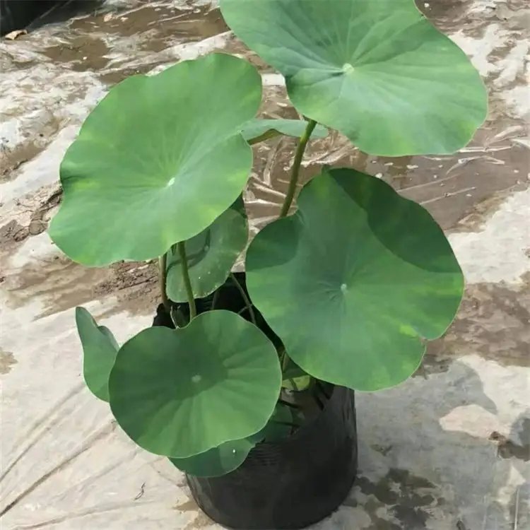 <a href='https://www.lvbad.com/caohuazhongzi/1059.html' target='_blank'>荷花</a>杯苗容器苗