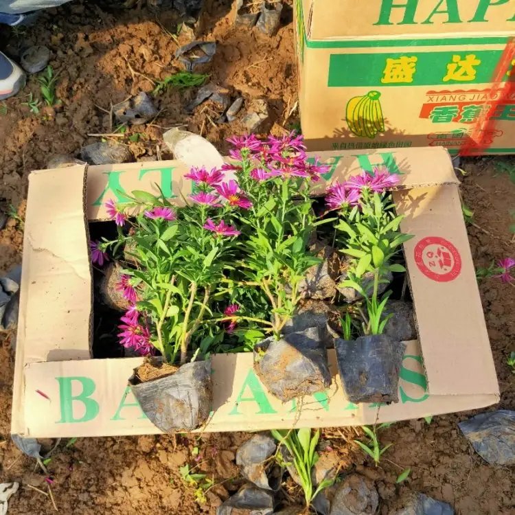 荷兰菊杯苗容器苗