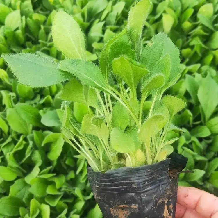 <a href='https://www.lvbad.com/caohuazhongzi/1060.html' target='_blank'>黑心菊</a>杯苗容器苗