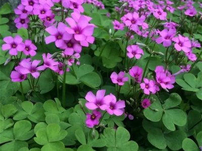 红花酢浆草