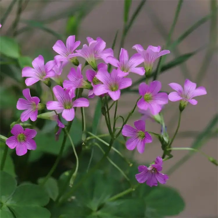 <a href='https://www.lvbad.com/yaocaizhongzi/2335.html' target='_blank'>红花</a>酢浆草杯苗容器苗