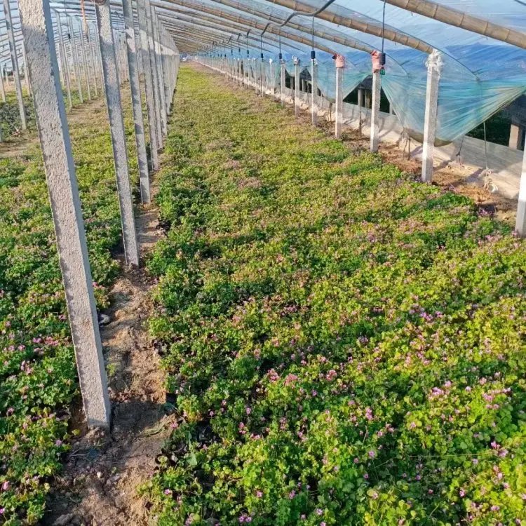 红花酢浆草杯苗容器苗