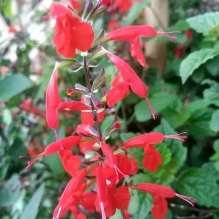 红花鼠尾草杯苗容器苗
