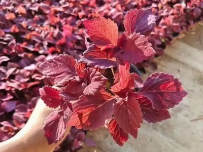 红色彩叶草