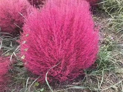红叶地肤草