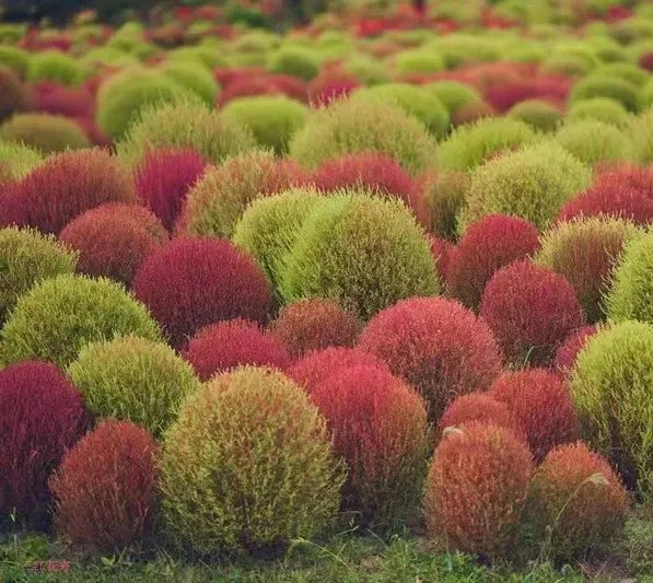 红叶地肤草杯苗容器苗