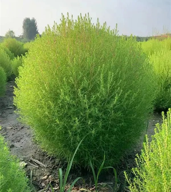 红叶地肤草杯苗容器苗