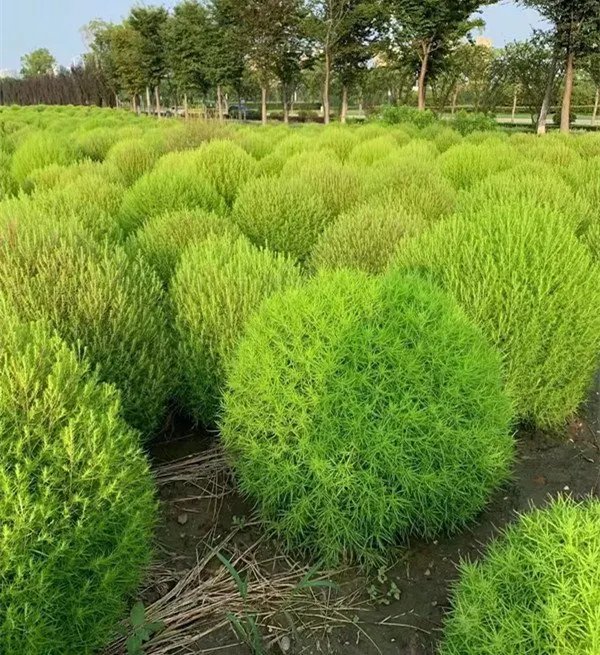 红叶地肤草杯苗容器苗