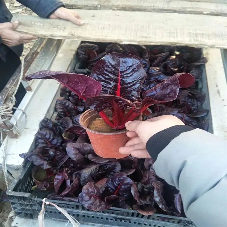 红叶甜菜杯苗容器苗