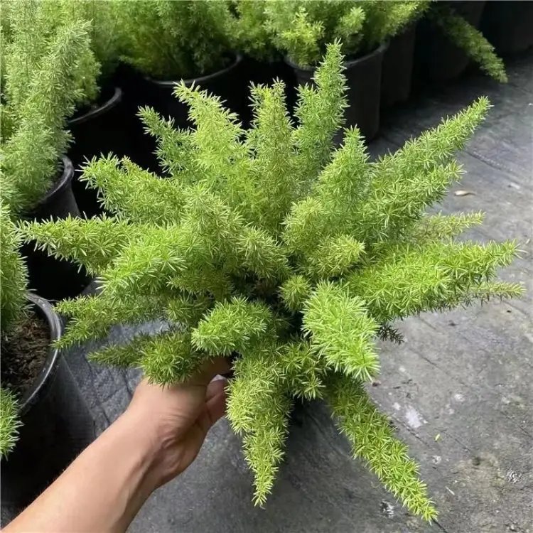 狐尾天门冬杯苗容器苗