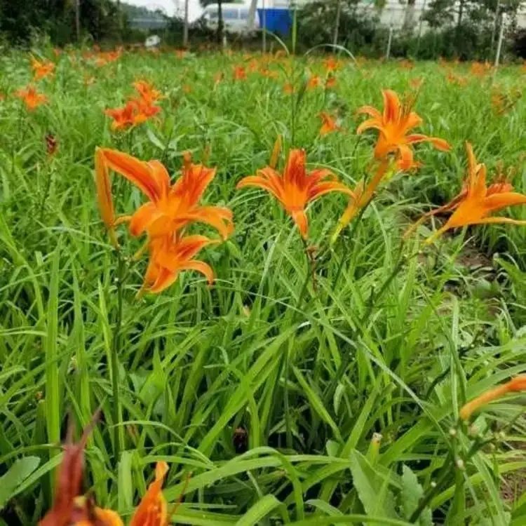 鸿运萱草杯苗容器苗