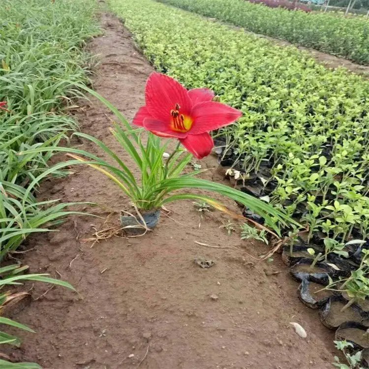 鸿运<a href='https://www.lvbad.com/caobenzhiwu/3404.html' target='_blank'>萱草</a>杯苗容器苗