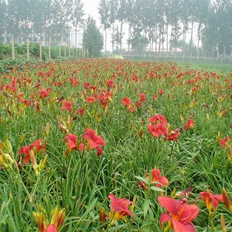 鸿运萱草杯苗容器苗