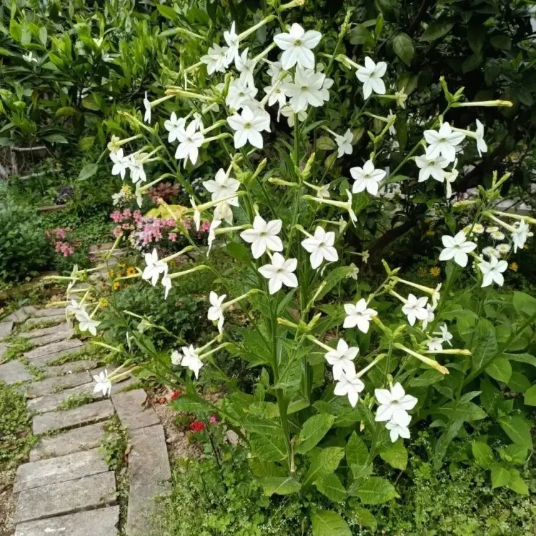 花烟草杯苗容器苗