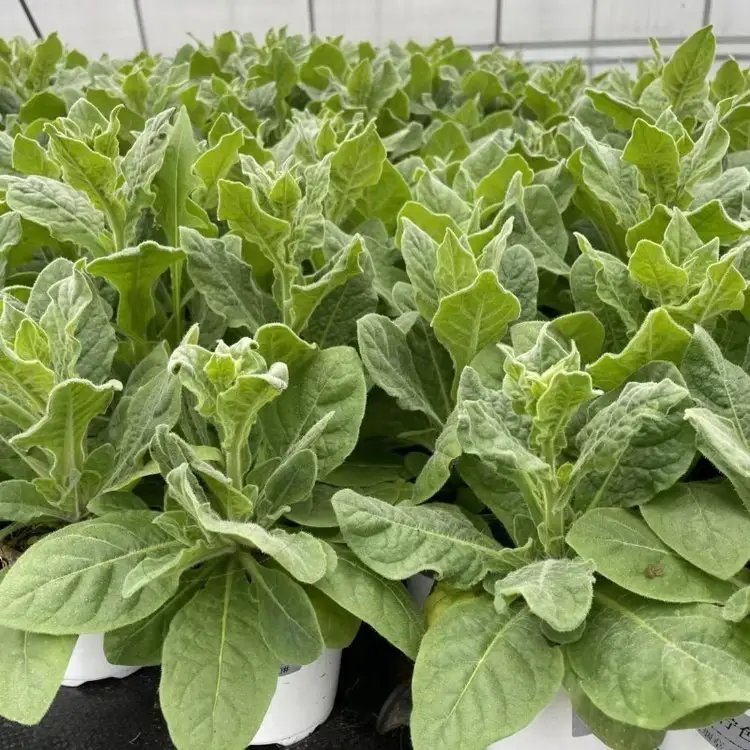 花烟草杯苗容器苗